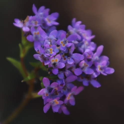 Pseudoselago verbenacea (Pseudoselago verbenacea)