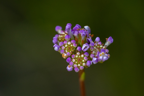 Pseudoselago verbenacea (Pseudoselago verbenacea)