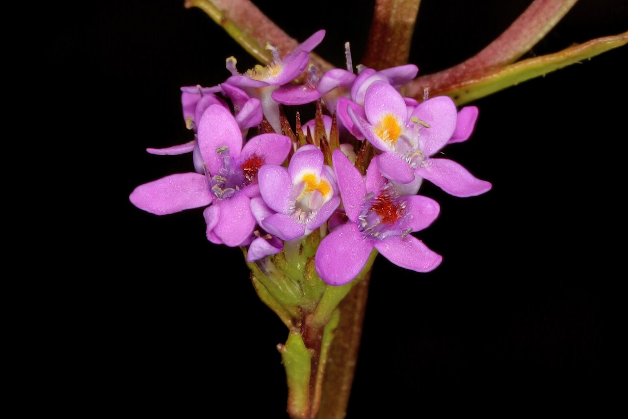 Pseudoselago verbenacea: Pseudoselago verbenacea ; the flowers display pollination signaling; in newly opened flowers the spot at the base of the upper lip is yellow, whereas in flowers