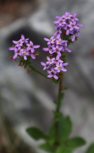 Pseudoselago verbenacea (Pseudoselago verbenacea)