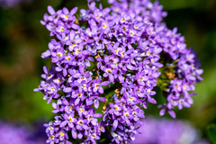 Pseudoselago verbenacea (Pseudoselago verbenacea)