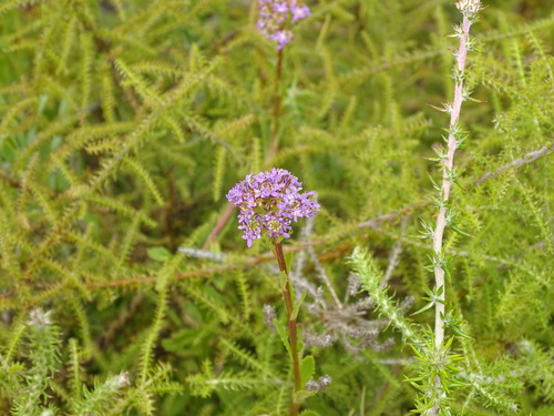 Pseudoselago verbenacea (Pseudoselago verbenacea)