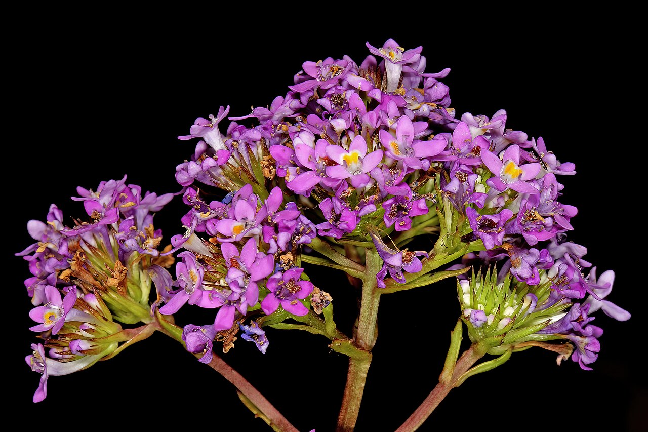Pseudoselago verbenacea: Pseudoselago verbenacea ; the flowers display pollination signaling; in newly opened flowers the spot at the base of the upper lip is yellow, whereas in flowers