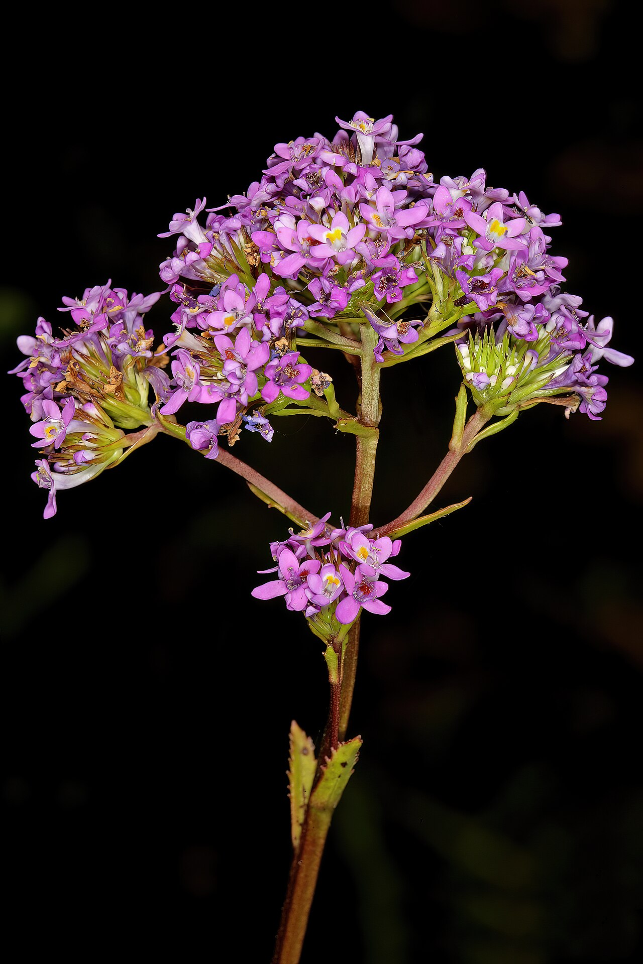 Pseudoselago verbenacea: Pseudoselago verbenacea ; the flowers display pollination signaling; in newly opened flowers the spot at the base of the upper lip is yellow, whereas in flowers