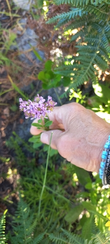 Pseudoselago verbenacea (Pseudoselago verbenacea)