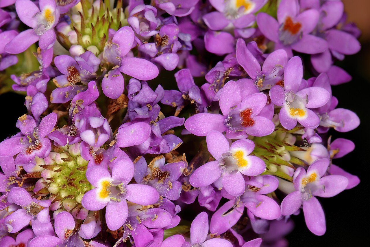 Pseudoselago verbenacea: Pseudoselago verbenacea ; the flowers display pollination signaling; in newly opened flowers the spot at the base of the upper lip is yellow, whereas in flowers