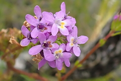 Pseudoselago verbenacea (Pseudoselago verbenacea)