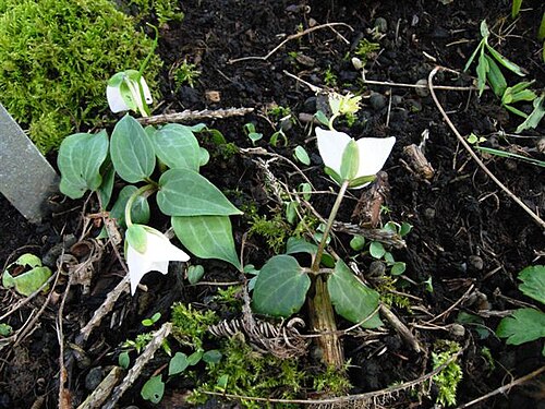 Brook wakerobin: Trillium rivale en culture.