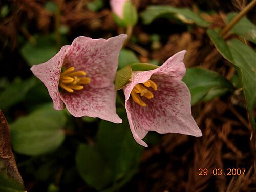 Brook wakerobin: Pseudotrillium rivale 'Verne Ahiers'