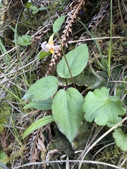 Brook wakerobin (Pseudotrillium rivale)