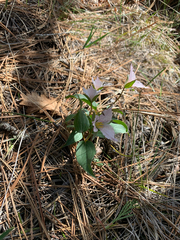 Brook wakerobin (Pseudotrillium rivale)