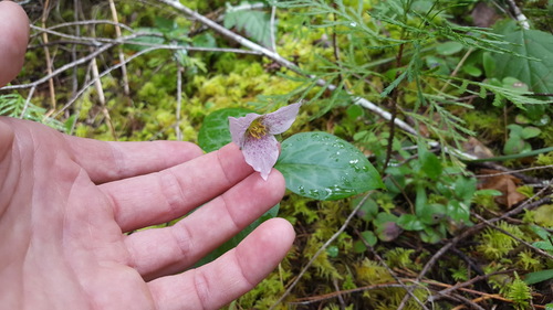 Brook wakerobin (Pseudotrillium rivale)