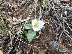 Brook wakerobin (Pseudotrillium rivale)