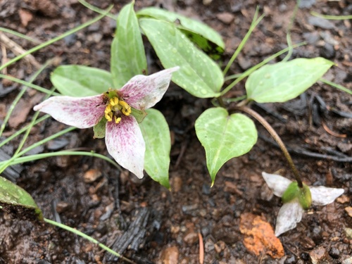 Brook wakerobin (Pseudotrillium rivale)