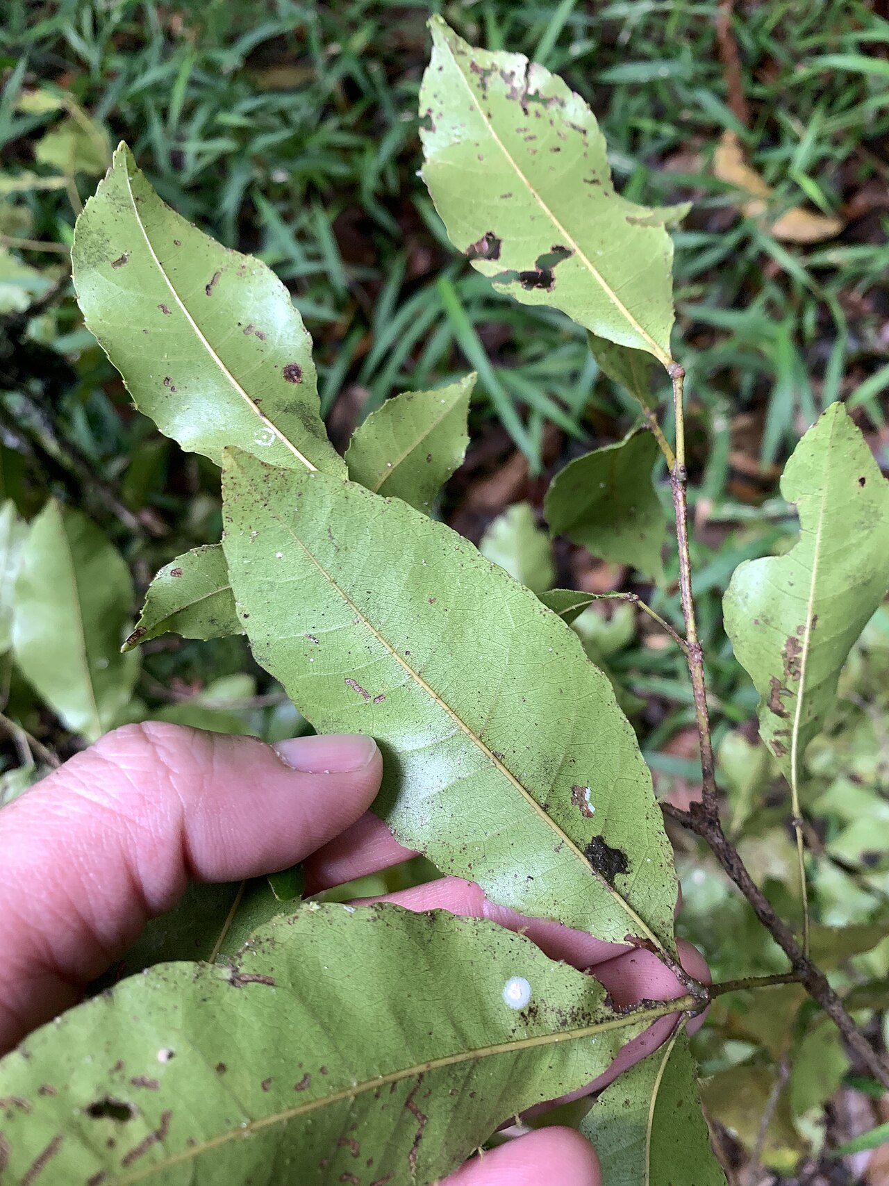 Red carabeen: Pseudoweinmannia apetala in Australia