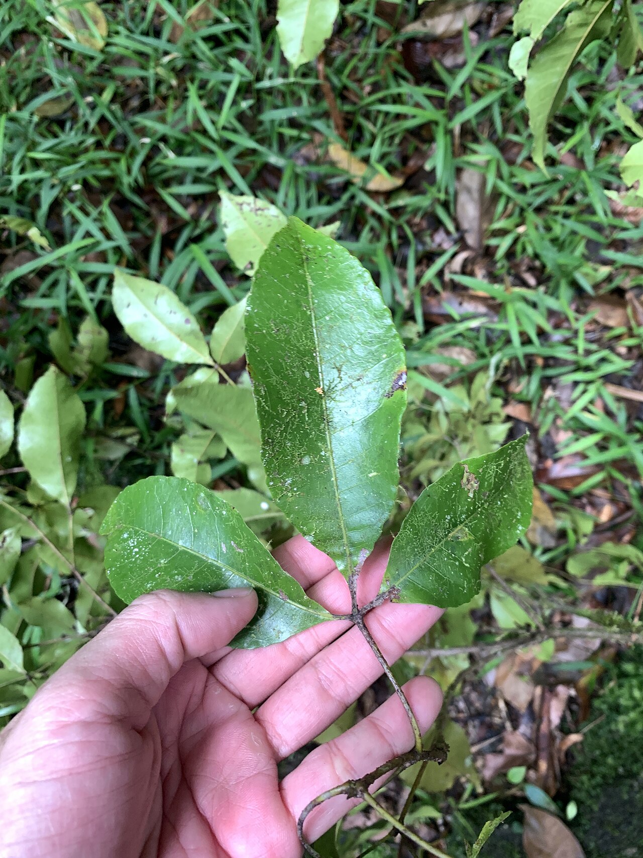 Red carabeen: Pseudoweinmannia apetala in Australia