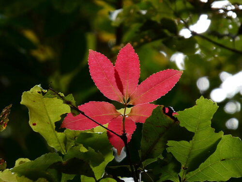 Red carabeen (Pseudoweinmannia apetala)