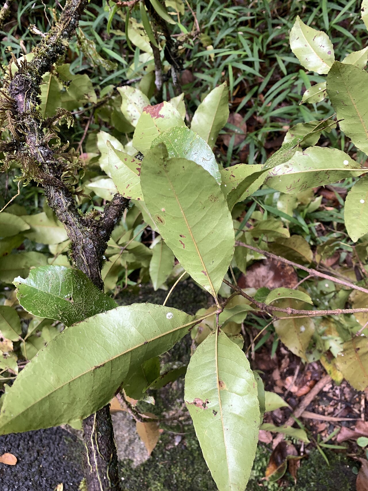 Red carabeen: Pseudoweinmannia apetala in Australia
