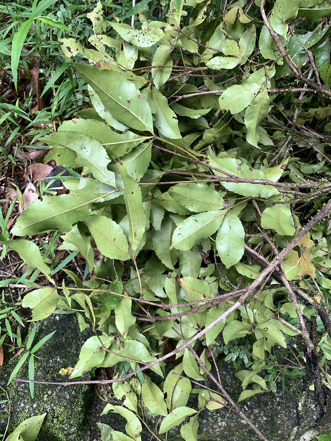 Red carabeen: Pseudoweinmannia apetala in Australia