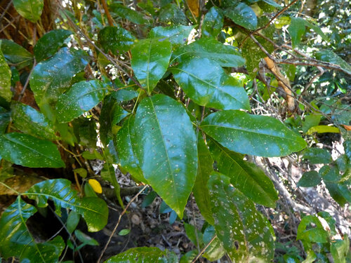 Red carabeen (Pseudoweinmannia apetala)