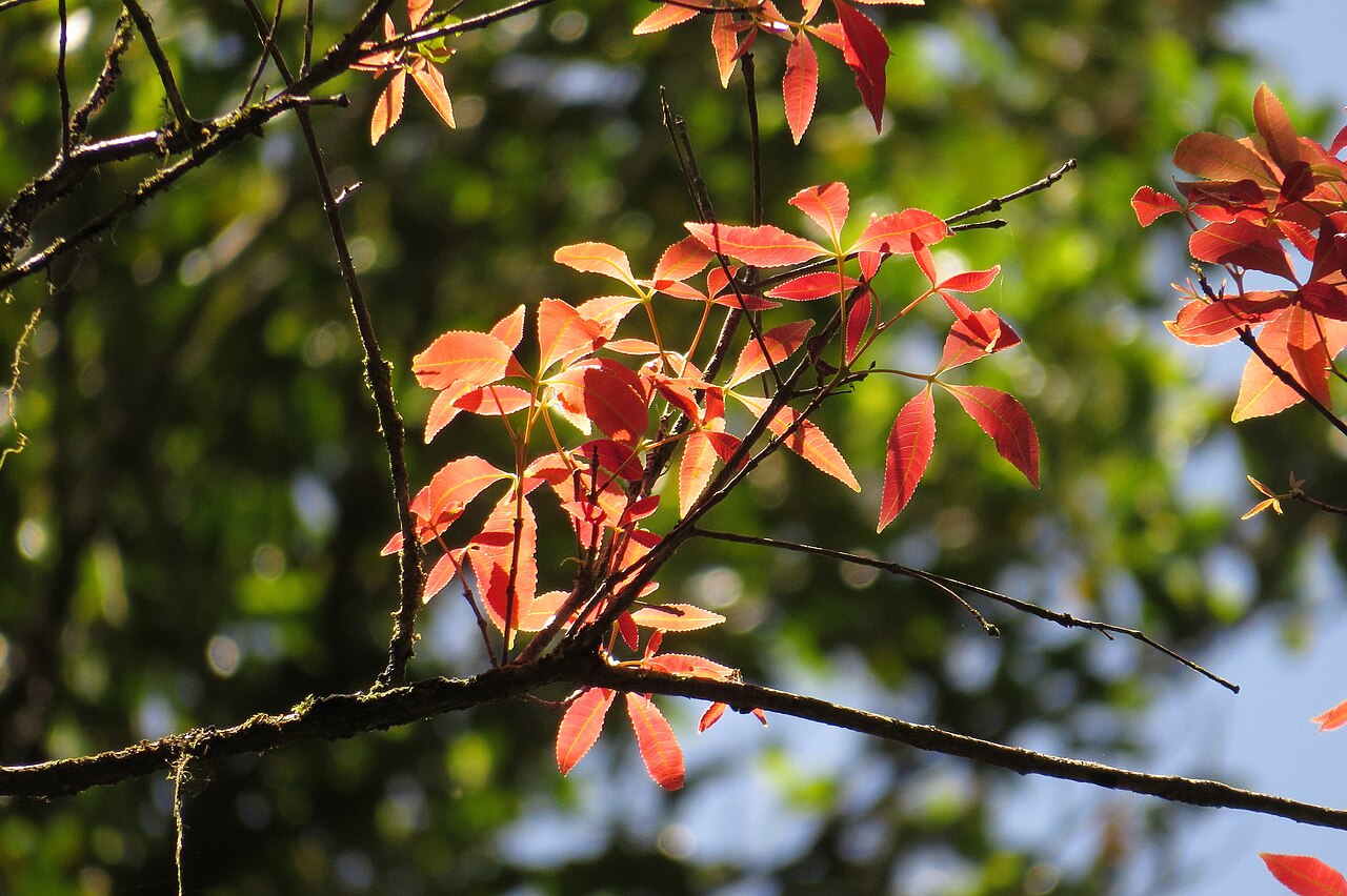 Red carabeen: Pseudoweinmannia apetala in Australia