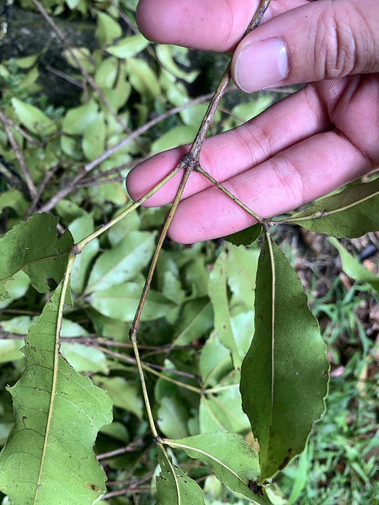 Red carabeen: Pseudoweinmannia apetala in Australia