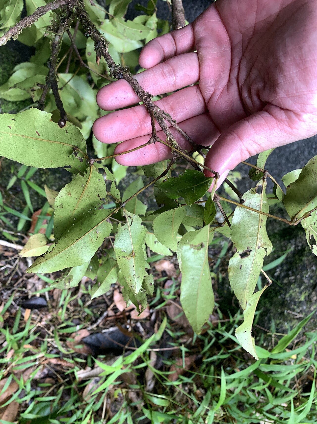 Red carabeen: Pseudoweinmannia apetala in Australia