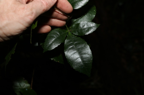 Pseudoweinmannia lachnocarpa (Pseudoweinmannia lachnocarpa)