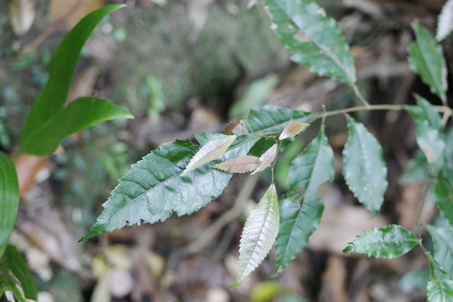 Pseudoweinmannia lachnocarpa (Pseudoweinmannia lachnocarpa)