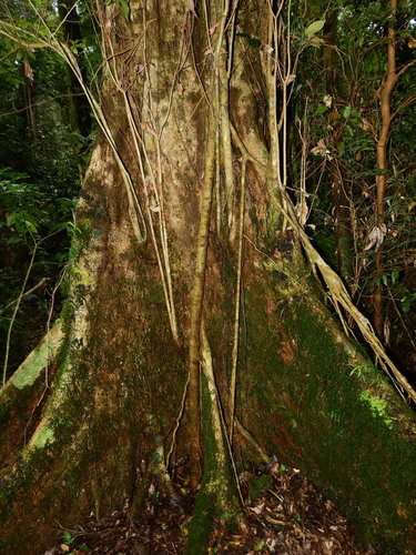 Pseudoweinmannia lachnocarpa (Pseudoweinmannia lachnocarpa)