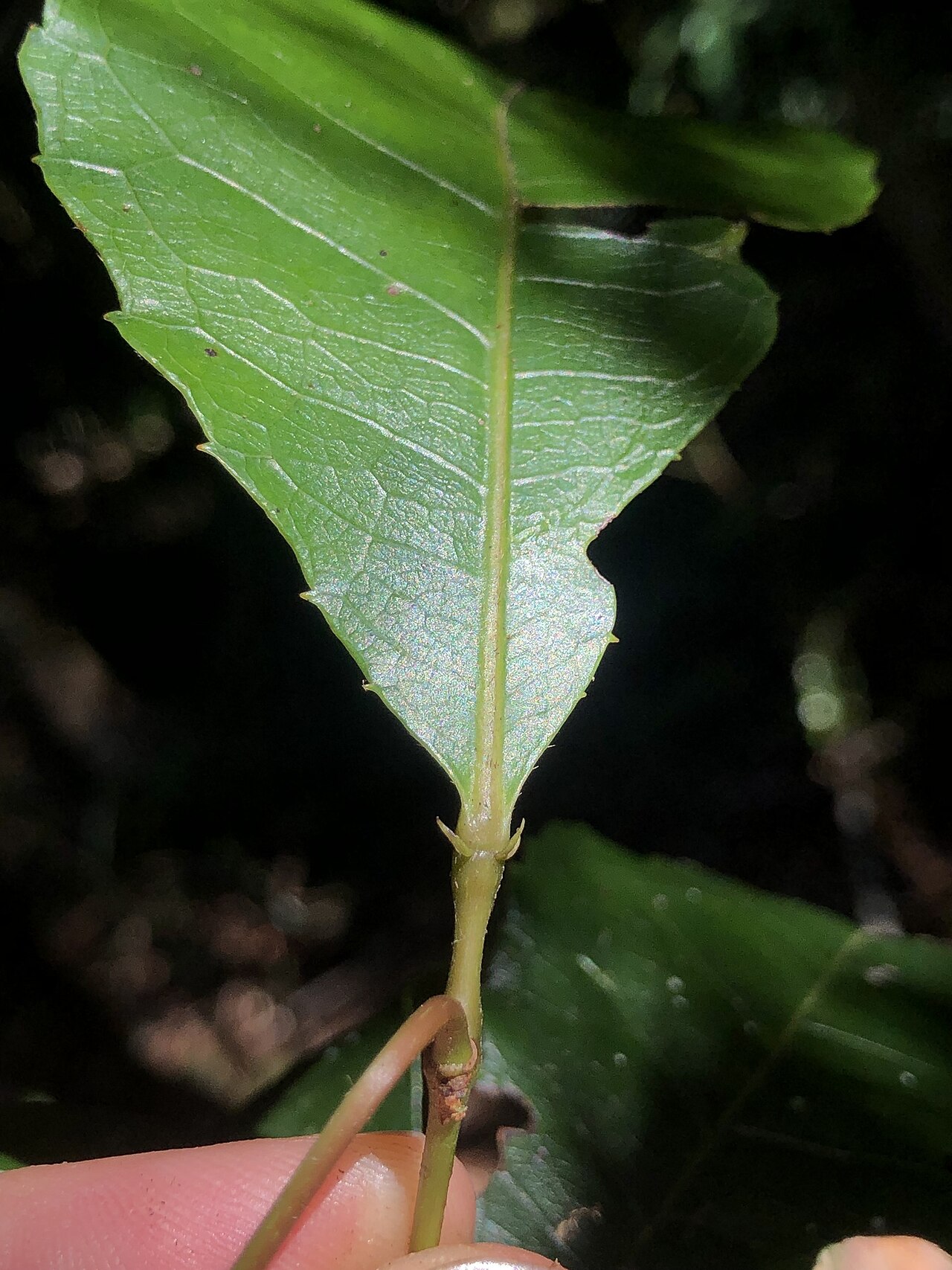 Pseudoweinmannia lachnocarpa: Rose marara ( Pseudoweinmannia lachnocarpa ) in Australia