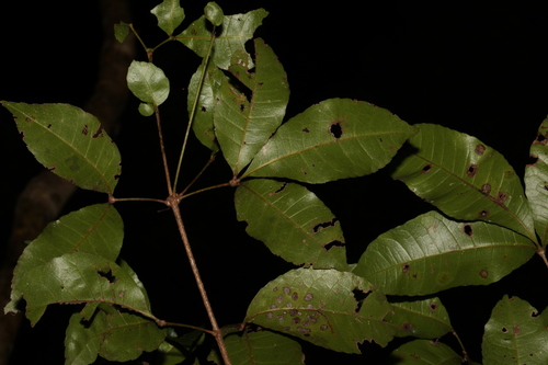 Pseudoweinmannia lachnocarpa (Pseudoweinmannia lachnocarpa)