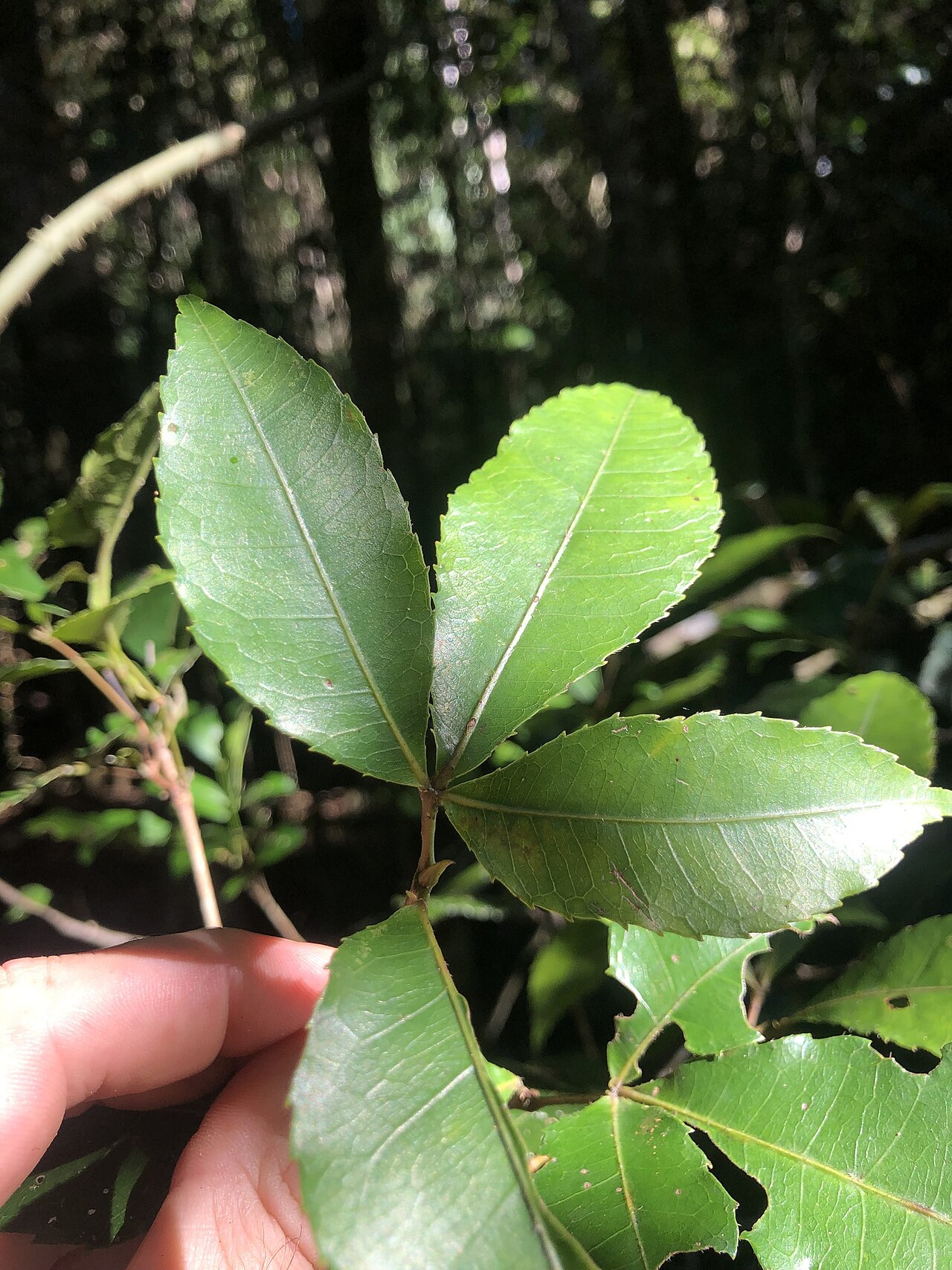 Pseudoweinmannia lachnocarpa: Rose marara ( Pseudoweinmannia lachnocarpa ) in Australia