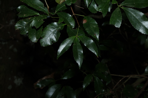 Pseudoweinmannia lachnocarpa (Pseudoweinmannia lachnocarpa)
