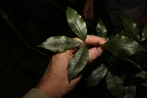 Pseudoweinmannia lachnocarpa (Pseudoweinmannia lachnocarpa)