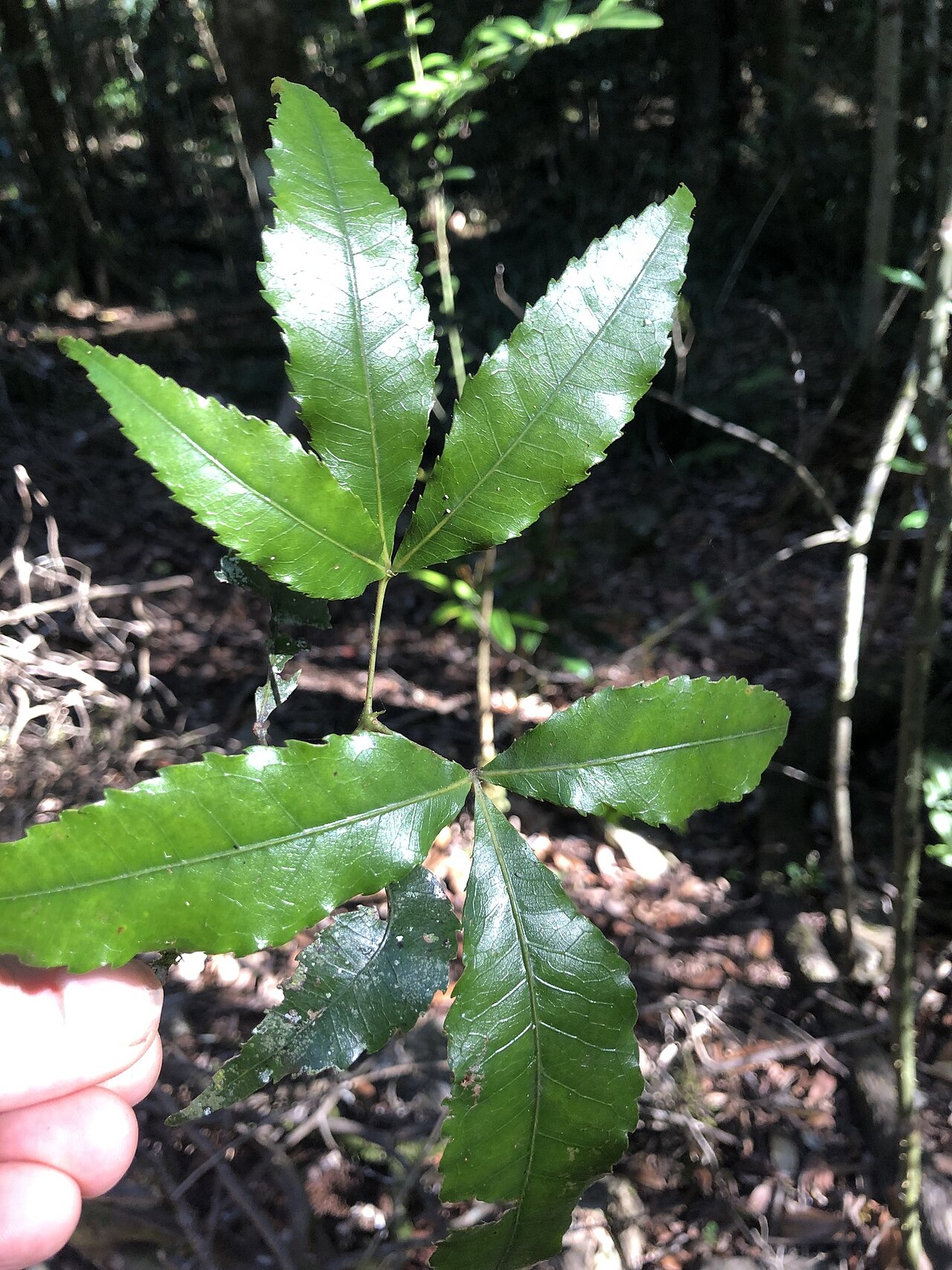 Pseudoweinmannia lachnocarpa: Rose marara ( Pseudoweinmannia lachnocarpa ) in Australia