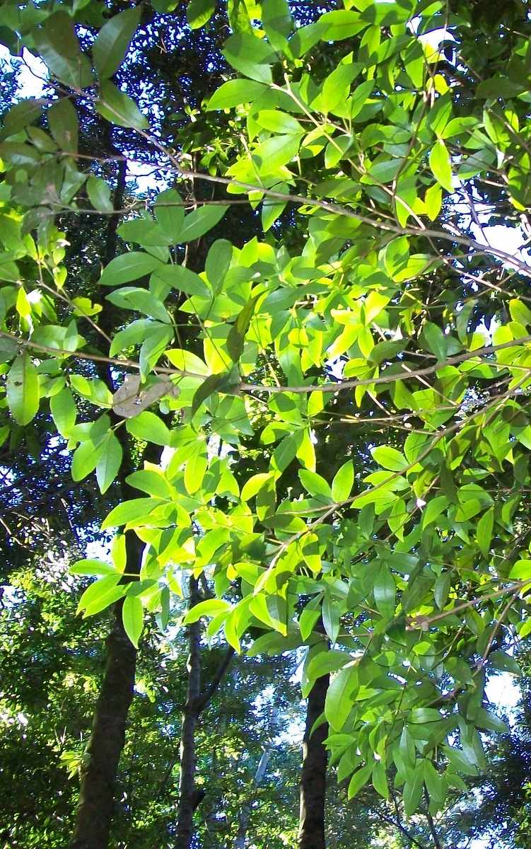 Pseudoweinmannia lachnocarpa: Pseudoweinmannia lachnocarpa at Coffs Harbour Botanic Gardens