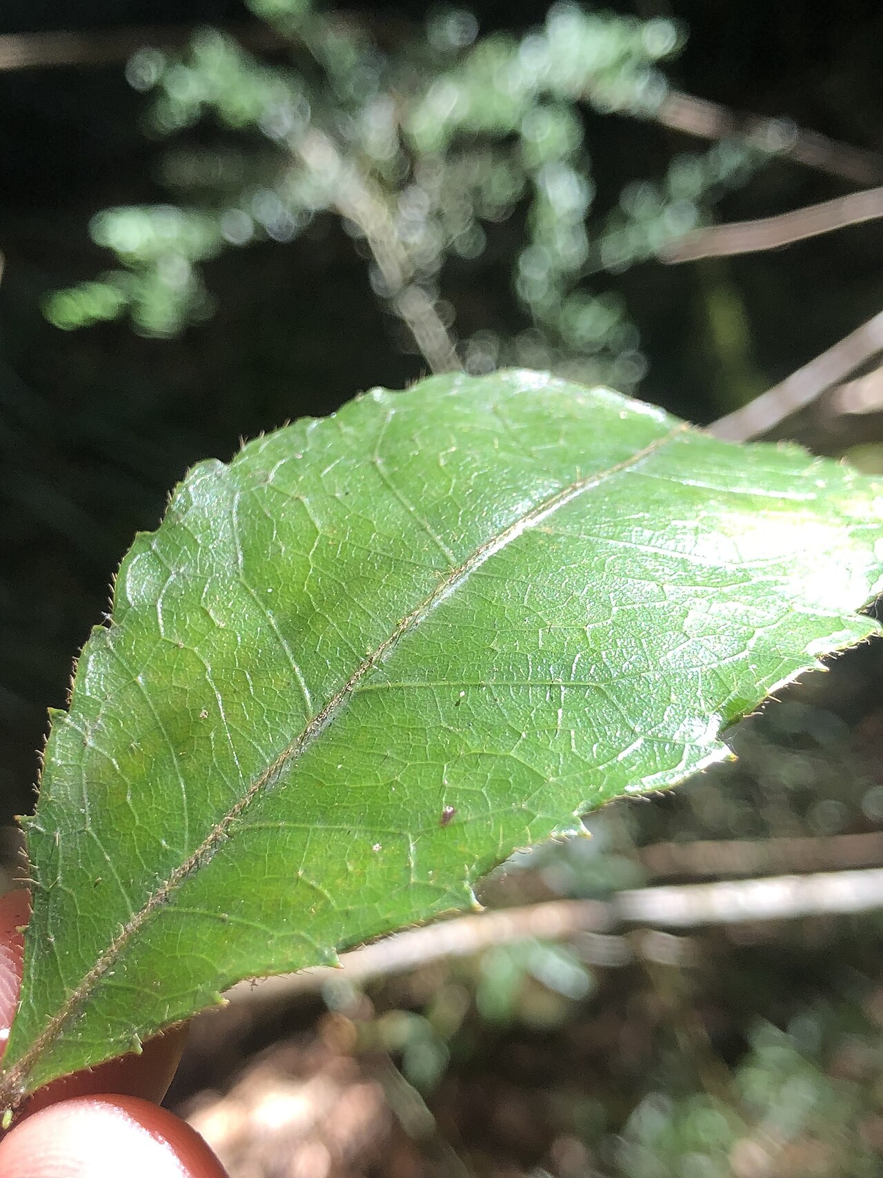 Pseudoweinmannia lachnocarpa: Rose marara ( Pseudoweinmannia lachnocarpa ) in Australia