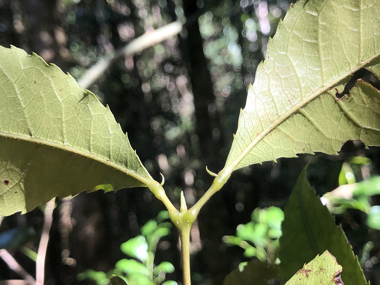 Pseudoweinmannia lachnocarpa: Rose marara ( Pseudoweinmannia lachnocarpa ) in Australia