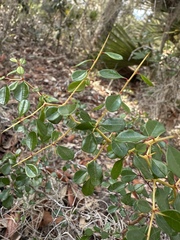 Pseudoziziphus celata (Pseudoziziphus celata)