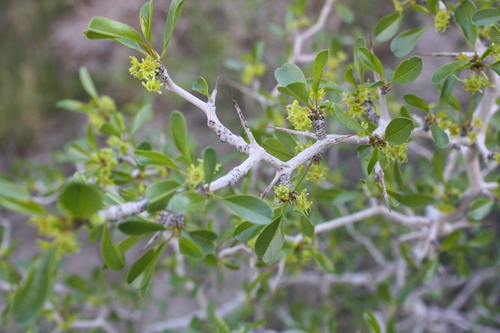 Parry's jujube (Pseudoziziphus parryi)