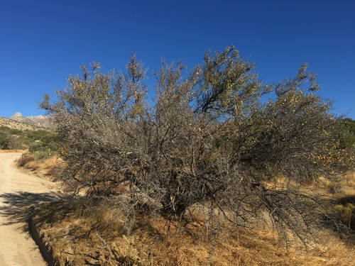 Parry's jujube (Pseudoziziphus parryi)