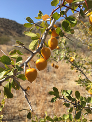 Parry's jujube (Pseudoziziphus parryi)