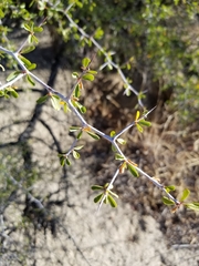 Parry's jujube (Pseudoziziphus parryi)
