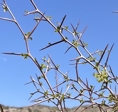 Parry's jujube (Pseudoziziphus parryi)