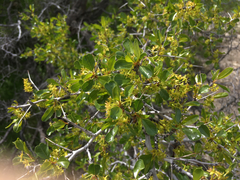 Parry's jujube (Pseudoziziphus parryi)