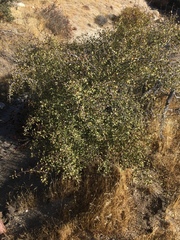 Parry's jujube (Pseudoziziphus parryi)