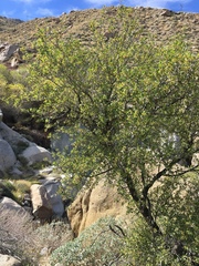 Parry's jujube (Pseudoziziphus parryi)