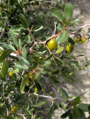 Parry's jujube (Pseudoziziphus parryi)