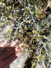 Parry's jujube (Pseudoziziphus parryi)